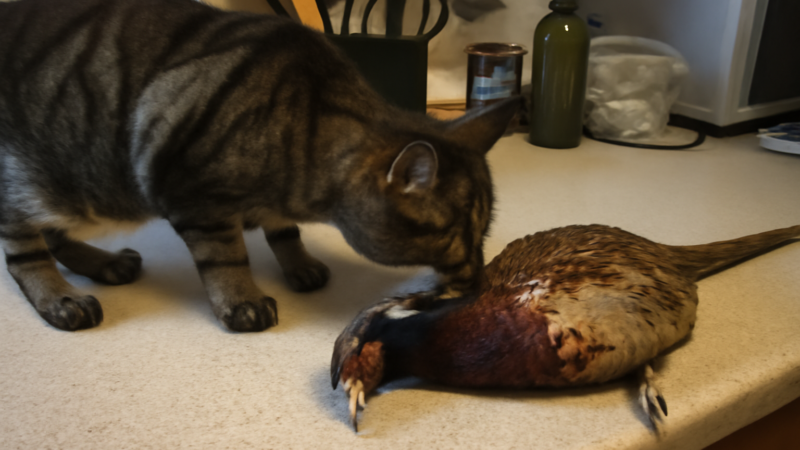 Can Cats Eat Pheasant? Game Bird Protein and Preparation