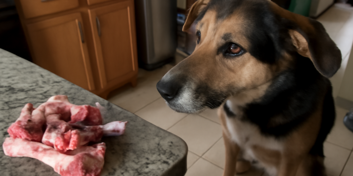Can Dogs Eat Lamb Bones? Raw vs Cooked and Splintering Risk