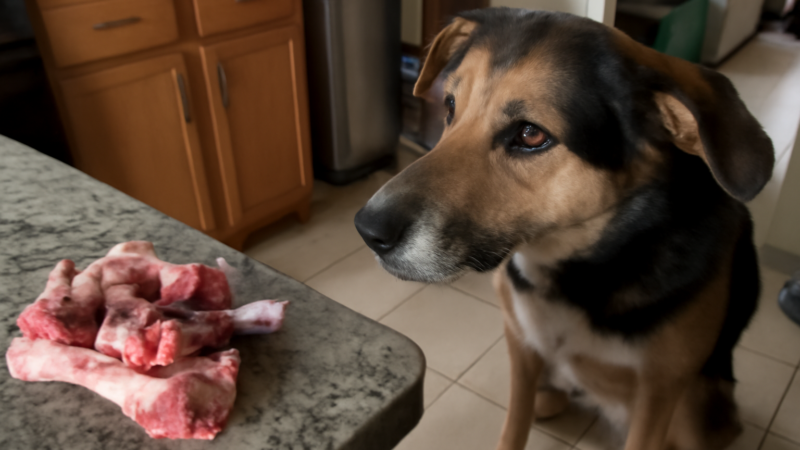 Can Dogs Eat Lamb Bones? Raw vs Cooked and Splintering Risk