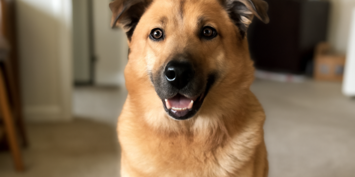 Chinook Breed Profile: New Hampshire’s Gentle Sled Dog