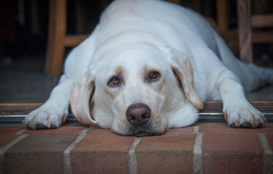 Close-up of a peaceful Labrador Retriever resting on a brick floor, showcasing its adorable face.