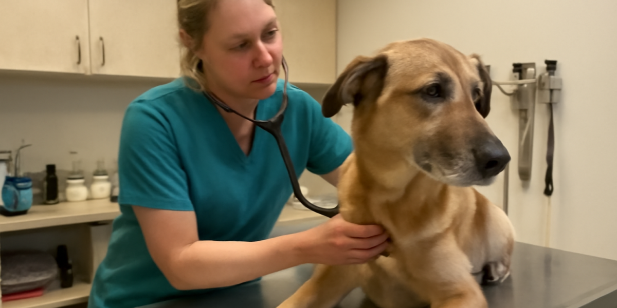 Fear Aggression in Dogs: Recognizing and Treating It