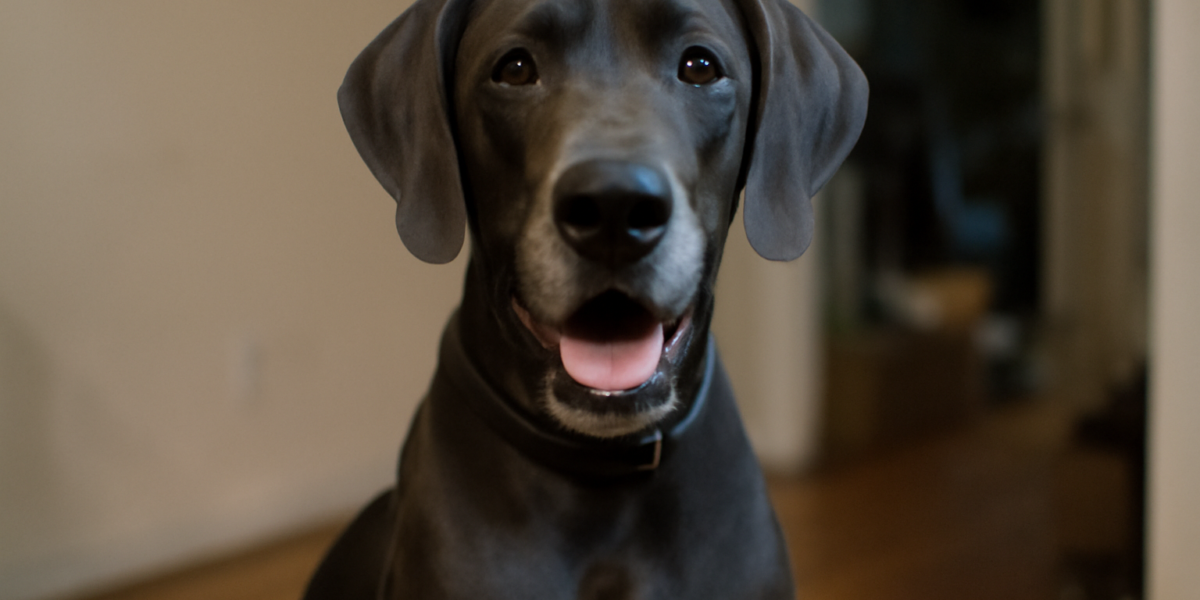 Great Dane Dog Breed Profile