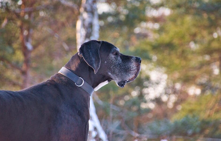 Side view of a Great Dane dog with a blurred nature background, showcasing its majestic presence.