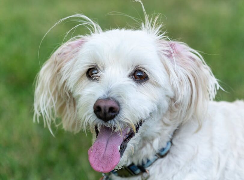 Lively portrait of a white dog with tongue out, enjoying the outdoors in Canonsburg, Pennsylvania.