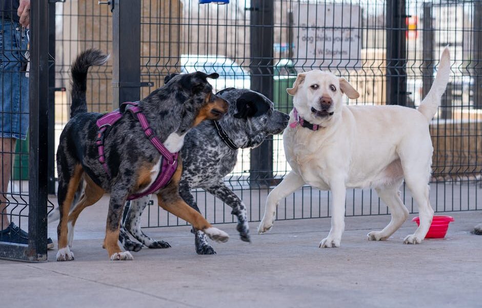 Dogs playing together in a fenced dog park area, showcasing playful interaction.