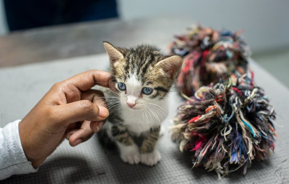 Charming portrait of a kitten being petted at a shelter in Trinidad, showcasing adoption warmth.