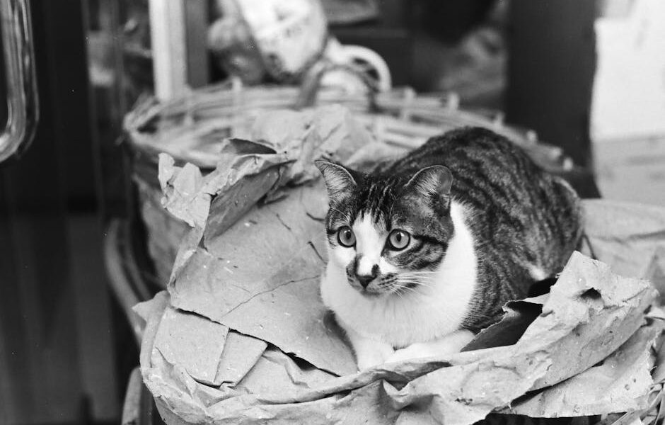 Charming feline relaxing on crumpled paper in Hong Kong.