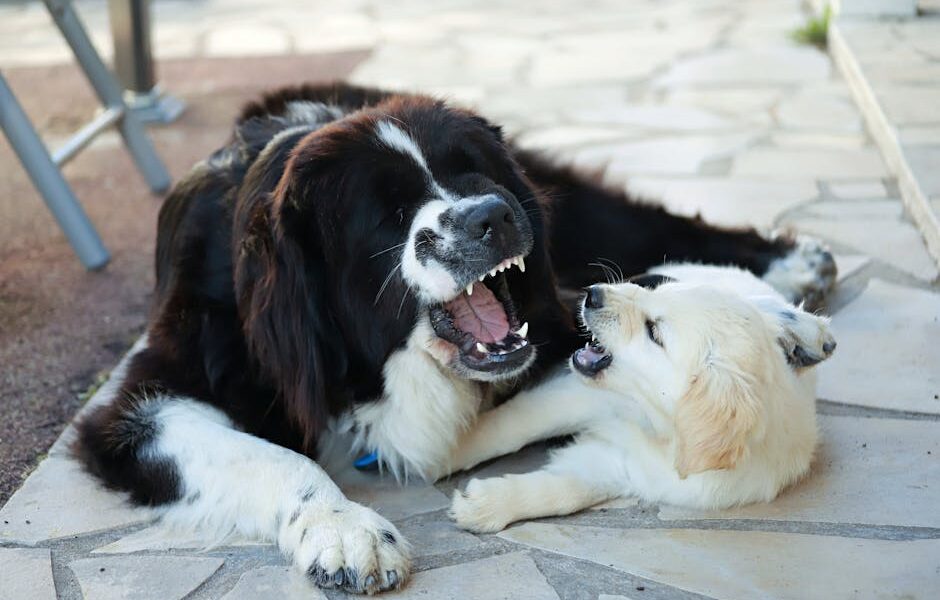 Two friendly dogs playing together on outdoor pavement in France.