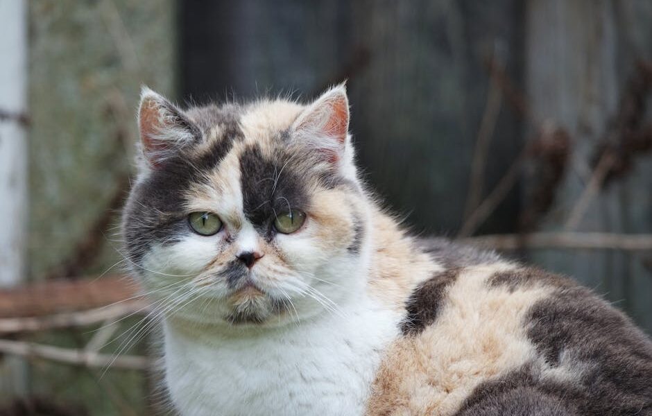 Charming calico Persian cat with striking eyes captured in a serene outdoor setting.