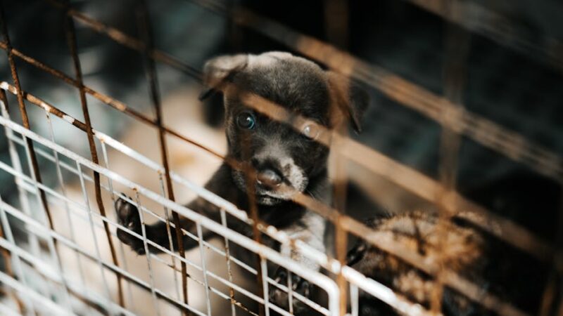 A young puppy stands behind metal bars, casting a poignant gaze that captures a sense of longing and vulnerability.