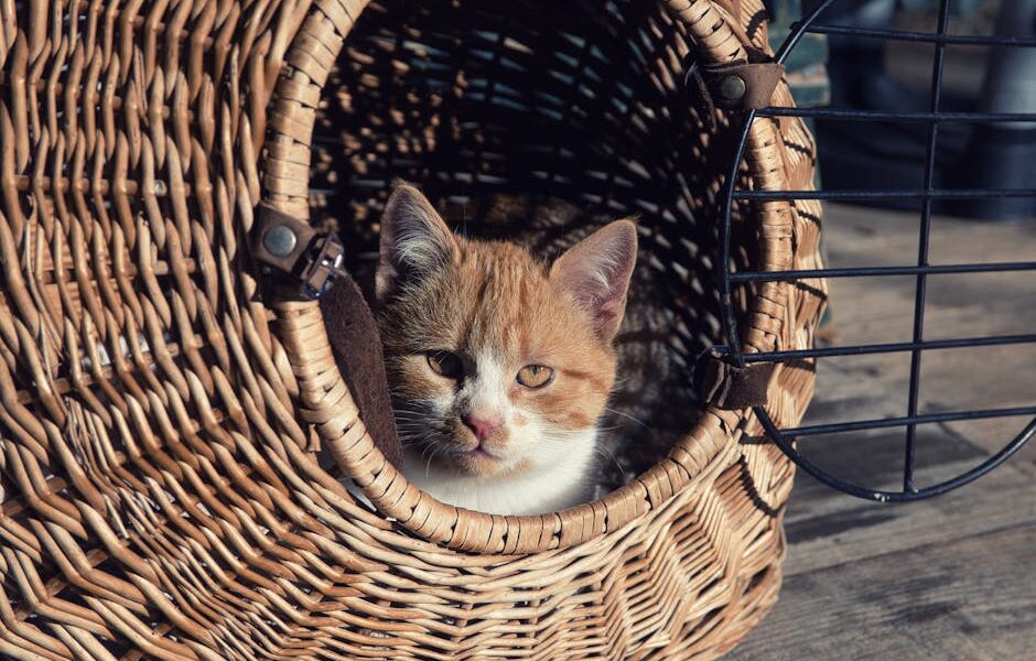 Ginger and white kitten in a cozy wicker basket, basking in afternoon light.