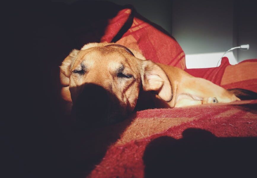 Adorable dog sleeping on a cozy couch with sunlight softly illuminating its face.