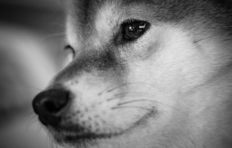 Artistic black and white close-up of a Shiba Inu dog's face, showcasing texture and expression.