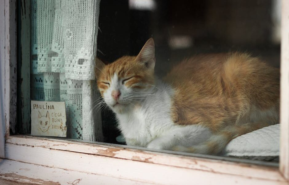 A serene ginger cat named Paulina peacefully sleeping on a windowsill in Cadaqués, Spain.