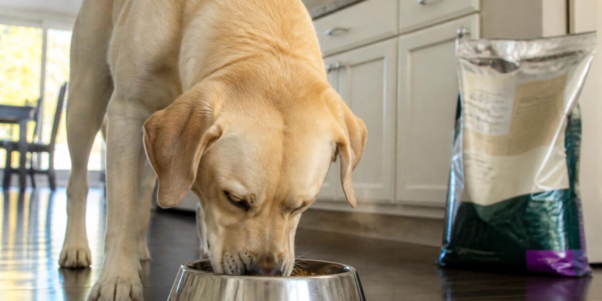 Acana Dog Food Review: Honest Pros and Cons