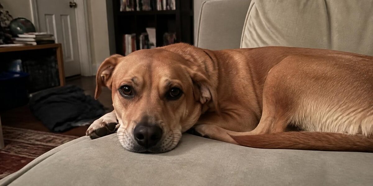 Action for Singapore Dogs Adoption Guide