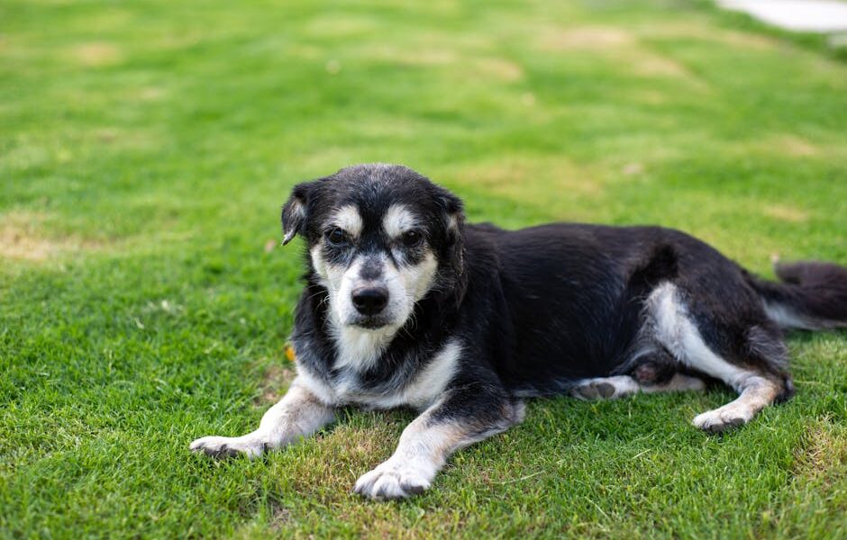 Elderly black and white dog resting outdoors on freshly cut grass.