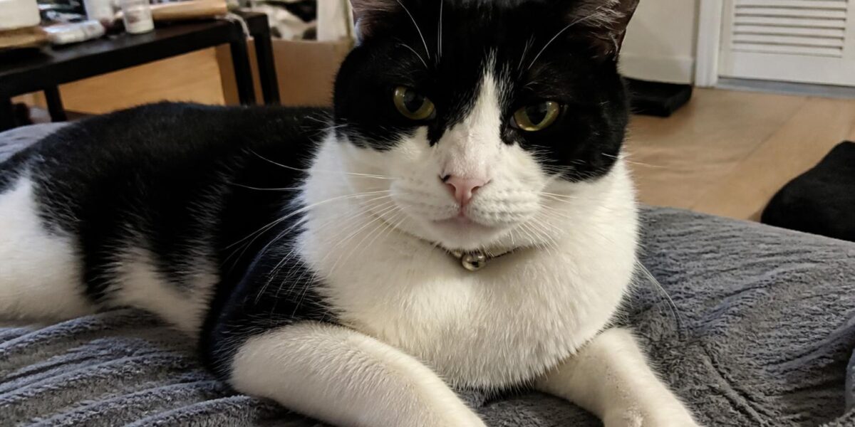 Adding a Third Cat: When to Stop