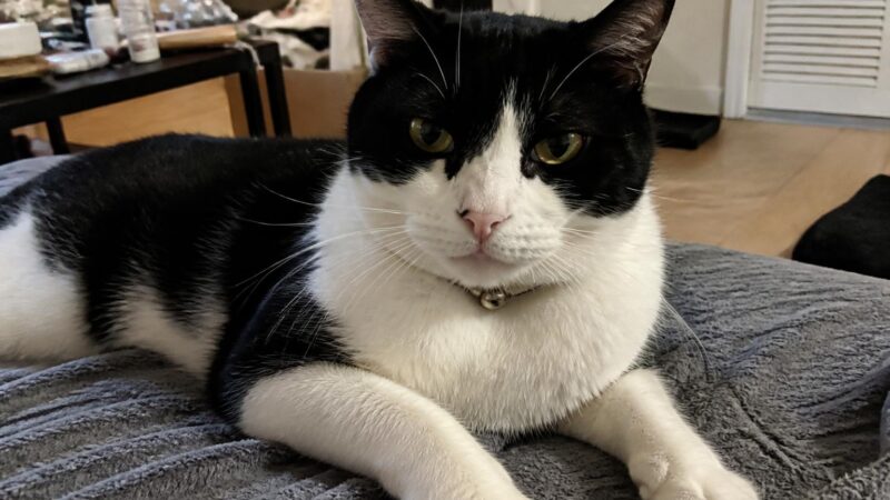 Adding a Third Cat: When to Stop
