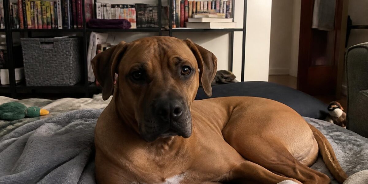 Adding a Third Dog: Should You Do It