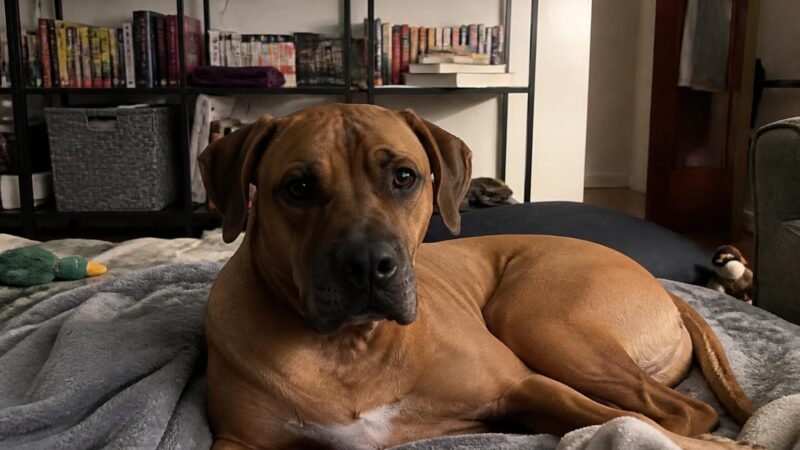 Adding a Third Dog: Should You Do It