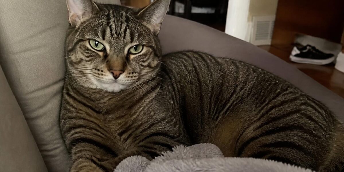 Adolescent Cat Aggression at Puberty: What to Do