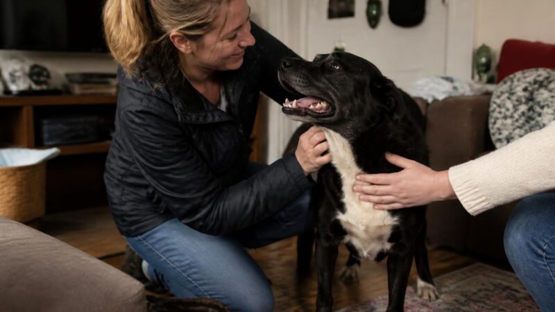 Adopt Don’t Shop: Why Rescue Pets Make the Best Companions