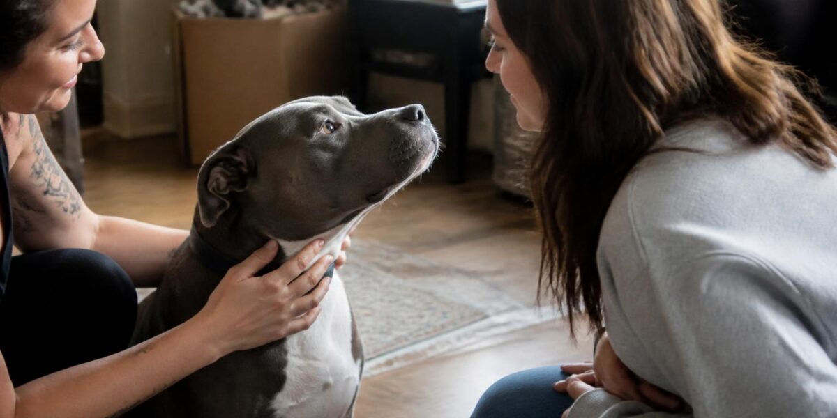 How to Adopt a Pet When You Rent Your Home