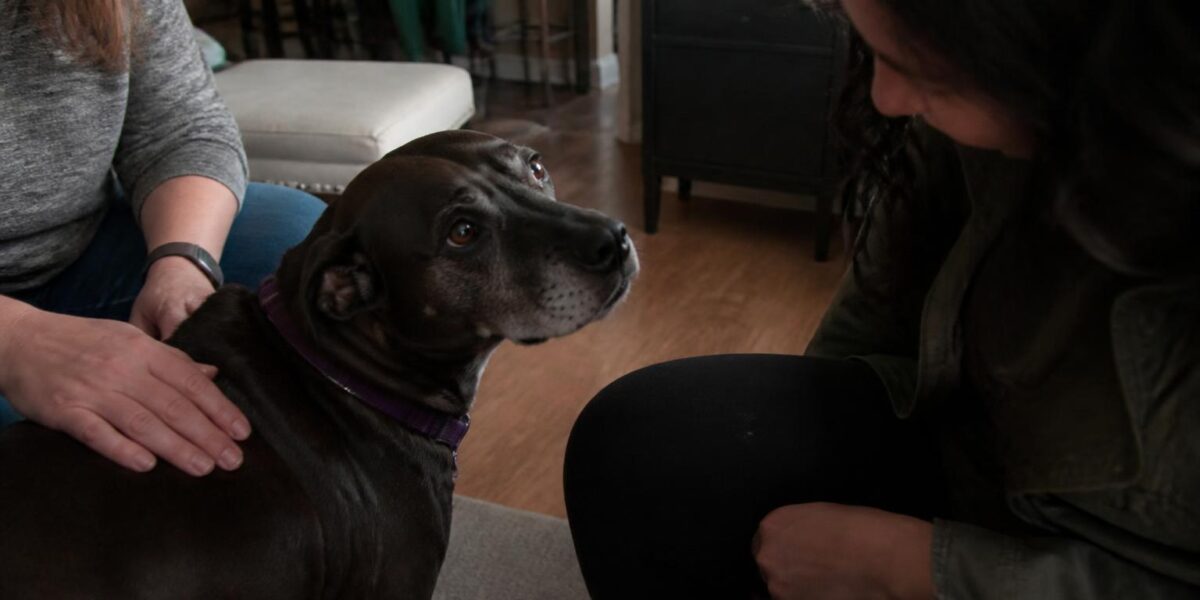 Why You Should Adopt a Senior Pet: Benefits & What to Expect