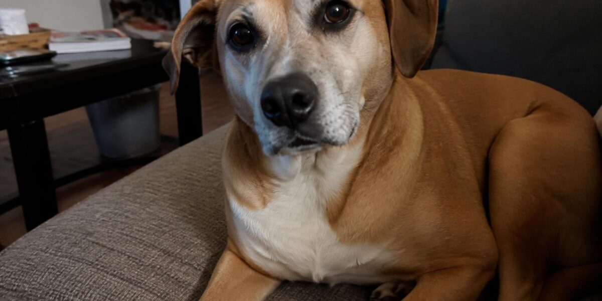 Adopted Dog Hiding: When It’s Normal and When to Worry