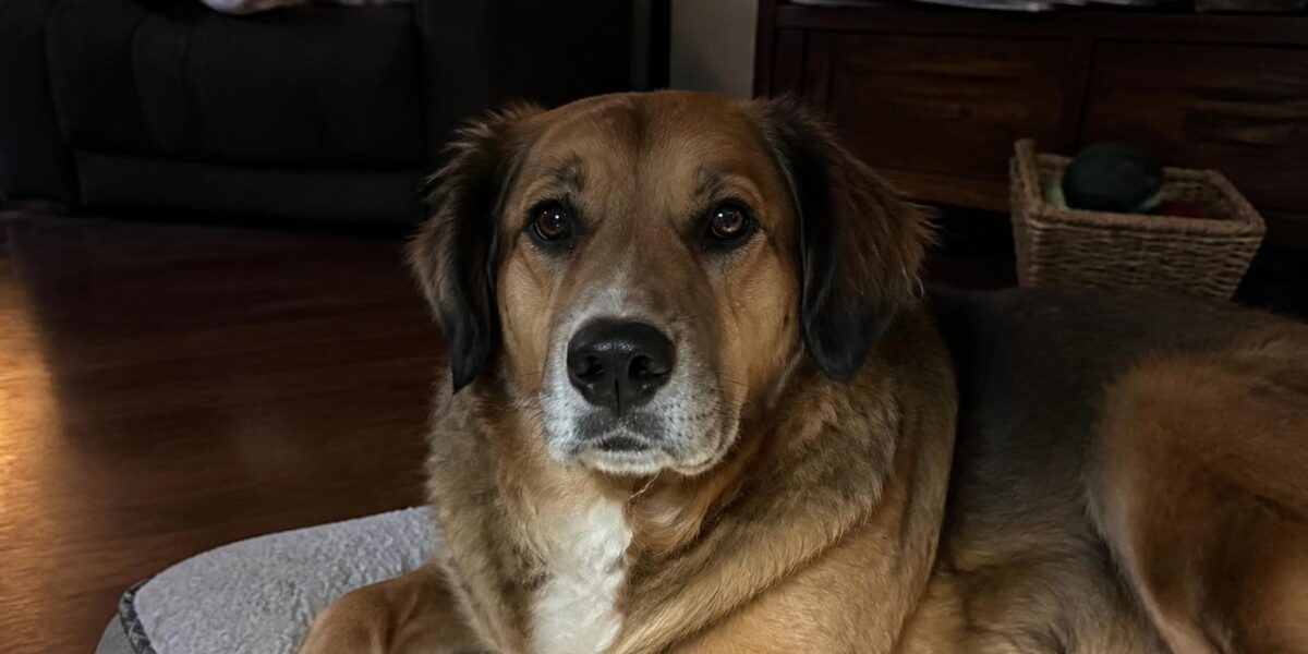 Adopted Dog Not Eating: Causes and What to Do
