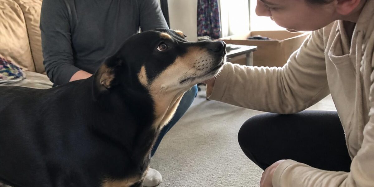 Adopting a Behavior-Euthanasia-Listed Dog: Sober Honest Look