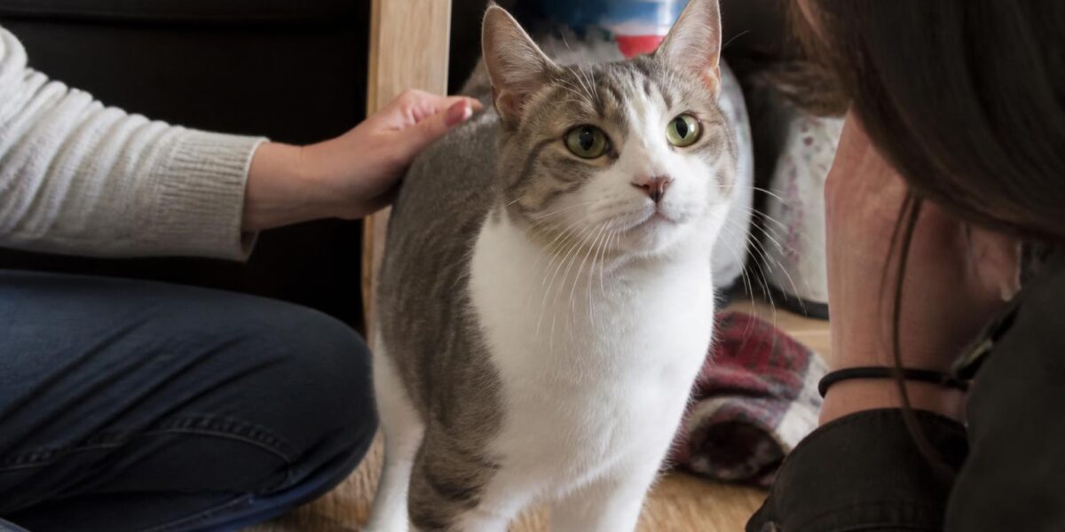 Adopting a Blind Cat: Home Setup, Safety, and Enrichment Tips