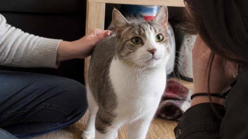 Adopting a Blind Cat: Home Setup, Safety, and Enrichment Tips