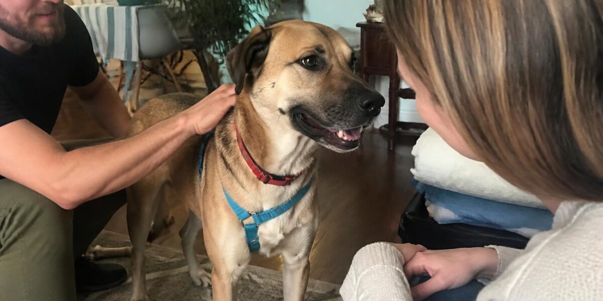 Adopting a Blind Dog: Care Tips and What to Expect