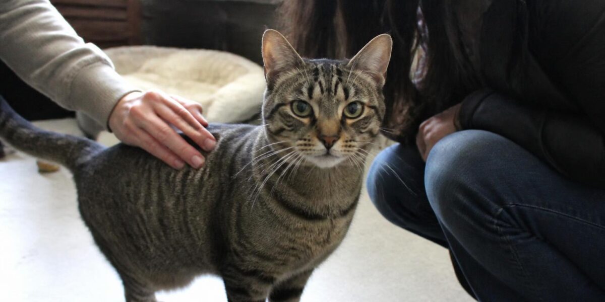 Adopting a Bonded Pair of Rescue Cats: One Lap Two Hearts