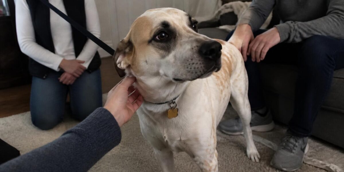 Adopting a Bonded Pair of Rescue Dogs: Logistics and Cost