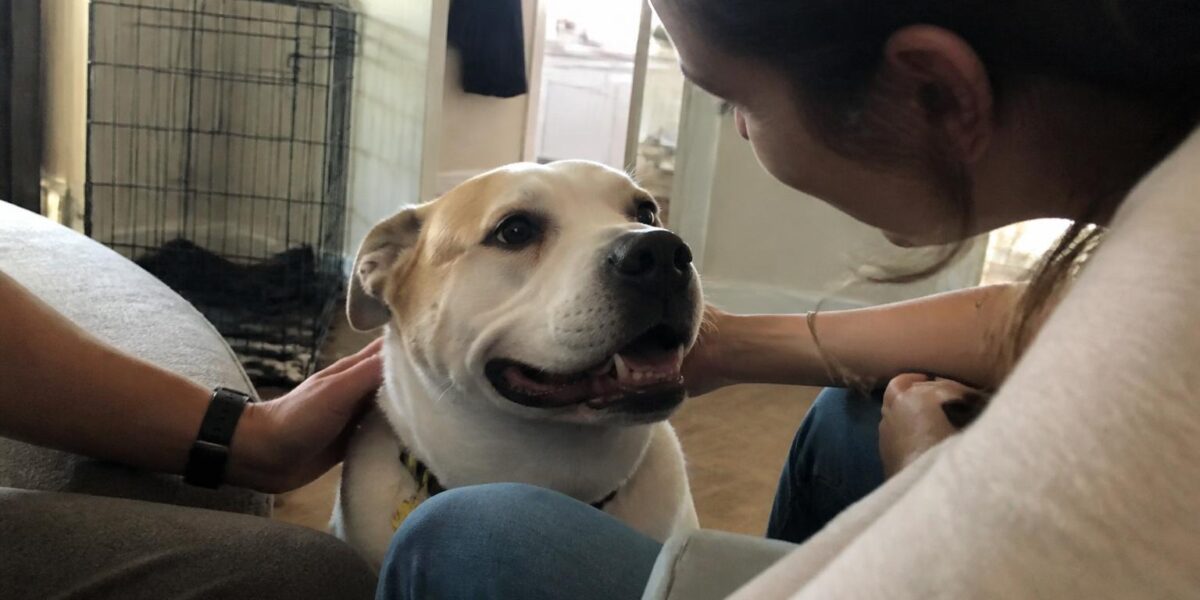 Adopting a Bonded Pair in Singapore: Dogs and Cats