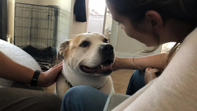 Adopting a Bonded Pair in Singapore: Dogs and Cats