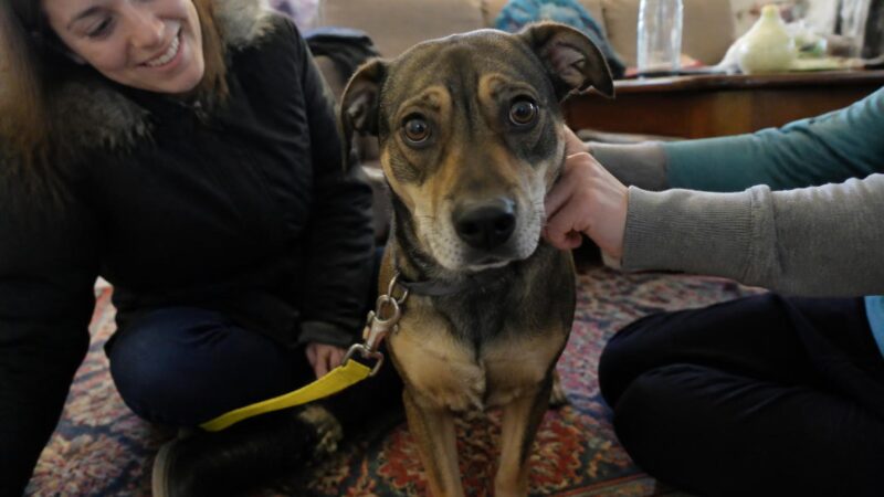 Adopting a Breeder Surrender Dog in Singapore: Rehabilitation