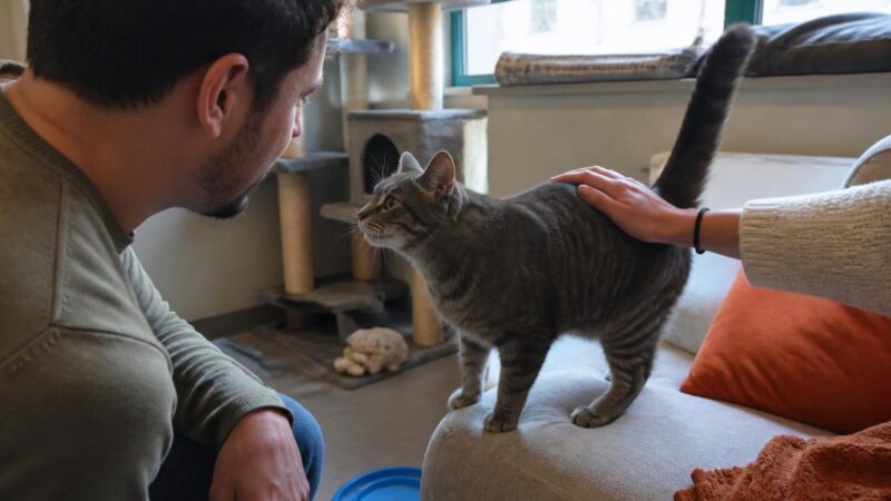 Adopting a Cat After Moving to a New Apartment