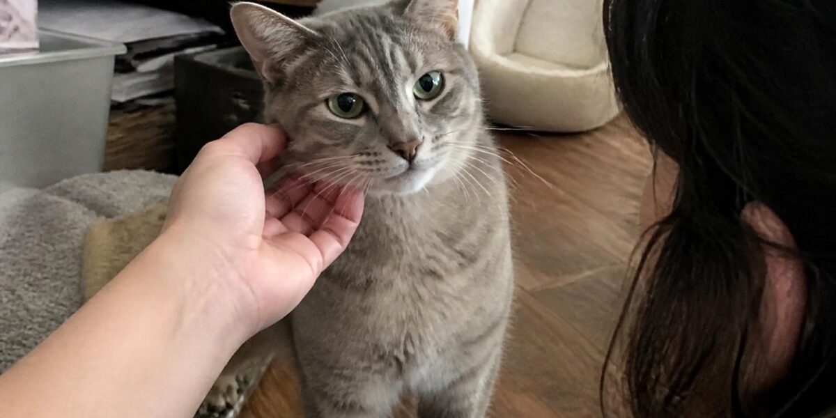 Adopting a Cat During Kitten Season: What to Know