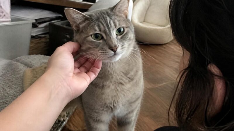 Adopting a Cat During Kitten Season: What to Know