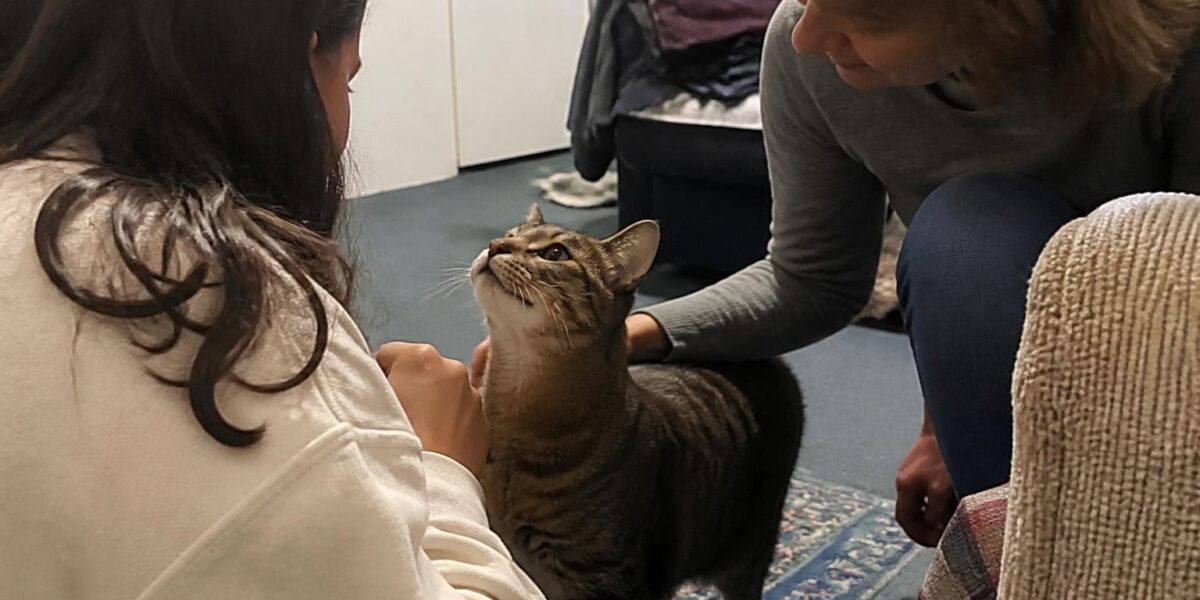 Adopting a Cat from a Shelter: Your Complete Step-by-Step Guide