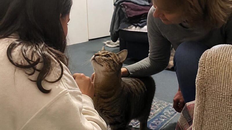 Adopting a Cat from a Shelter: Your Complete Step-by-Step Guide