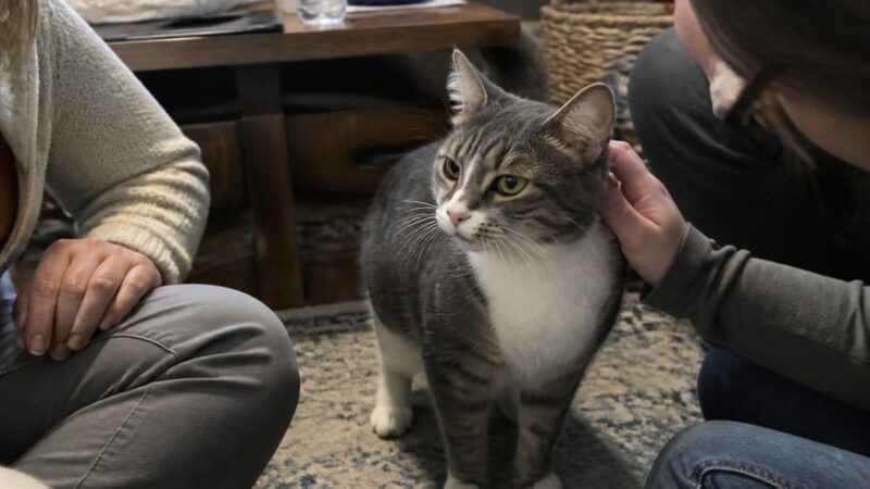 Adopting a Cat in a Studio Apartment: Setup and Lifestyle Tips