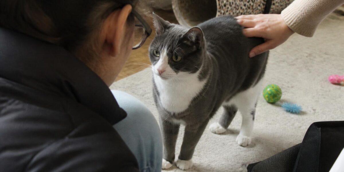 Adopting a Cat with a Toddler at Home: Body Language and Boundaries