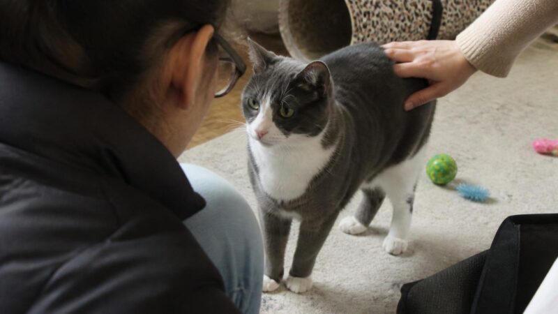 Adopting a Cat with a Toddler at Home: Body Language and Boundaries