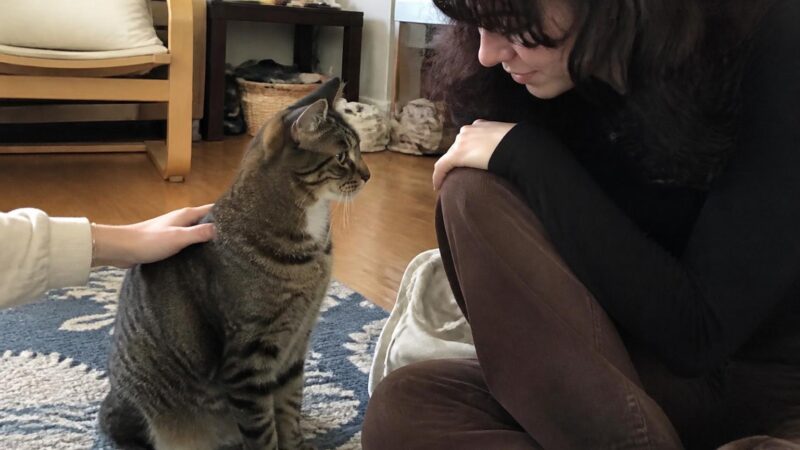 Adopting a Cat With Cerebellar Hypoplasia: What to Expect